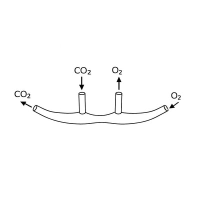 Nasal CO₂ Cannula with O₂ Delivery, Male Luer Lock Connection, Adult  7' - Pack of 20