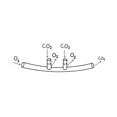 Duo-Flow O₂ + CO₂ Nasal Cannula with Male Luer Lock Connection, Adult 7' - Pack of 10